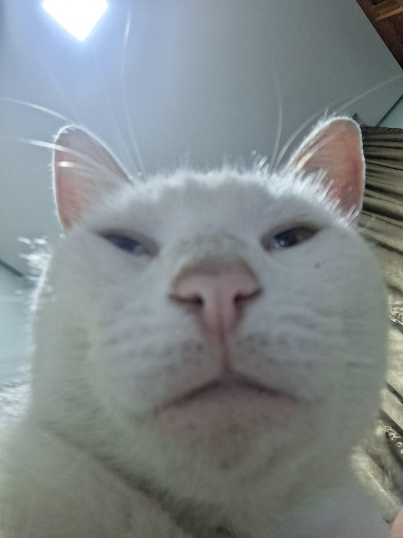 Foto de Otto